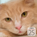 “青いキットカット”も展示「キットカット ミュージアム」最終日：今日は何の日