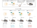 「睡眠障害も解消？」理研・東京大学が体内時計のタイマー機構を発見