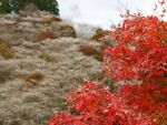 食と歴史と文化の国「愛知県」に行く