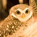 アキバ戦士がフクロウカフェで癒されてきたキャワワワ｜Yahoo!知恵袋連動