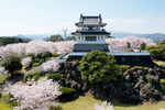 桜並木と地元グルメを堪能！ 絶景の有明海を望むお花見イベント
